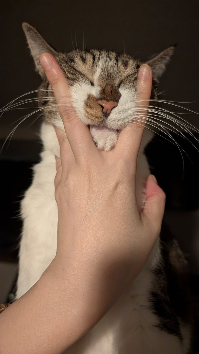 ﾈｺﾁｬﾝは激怒した。必ずや、かの冷淡無常な飼い主に思い知らせてやらねばならぬと決意した。ﾈｺﾁｬﾝには腰痛がわからぬ。ﾈｺﾁｬﾝは液体である。妹と、のびのび(物理)暮らしてきた。けれども、こたつで寝ると体が痛いと、爆睡中の猫を置いてひとりで寝室に行った飼い主には、猫一番ﾑﾆｰﾕ