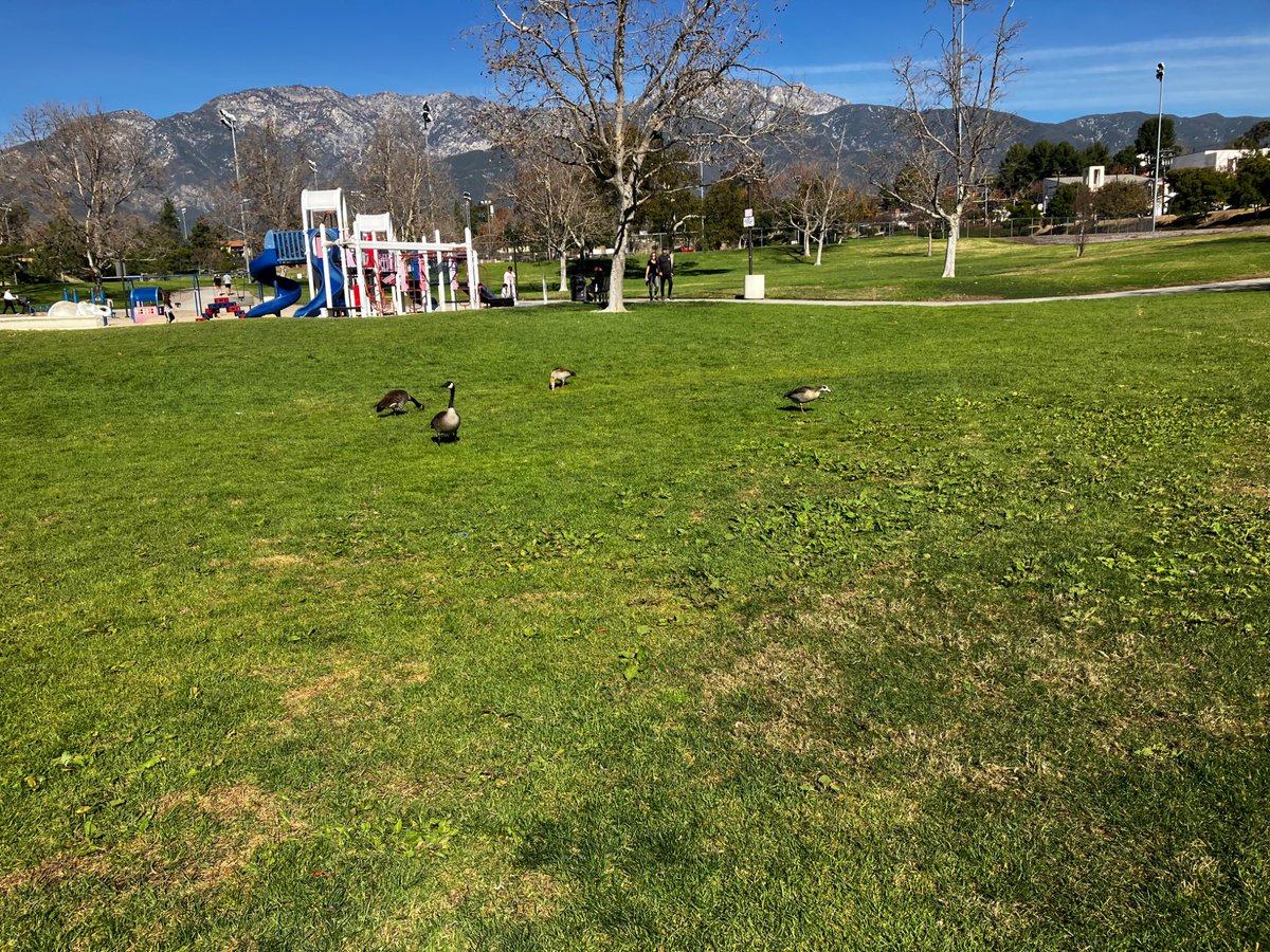 Before emptying my bag, I headed up to make sure the Egyptians got a little. They were too near a pair of Canada geese, one honking like a ‘39 Packard.