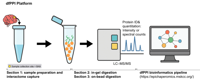 GabrielaChiosis's tweet photo. Traditional proteomics measures protein abundance. dfPPI maps dysfunctional interaction networks directly in human tissue.
Check out @JoVEJournal https://t.co/VFTM2t4NmS
#interactomics #PPI #chemoproteomics #networkbiology #systemsbiology #diseasebiology #Alzheimers https://t.co/HXb0nM06g2