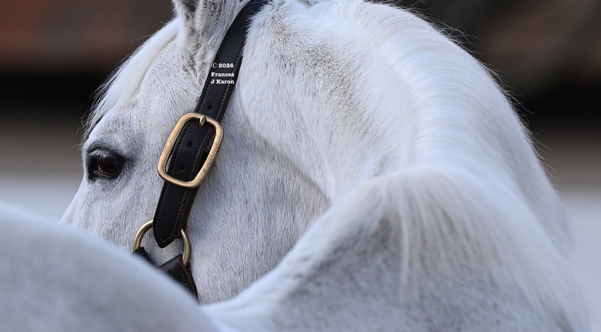 Tapit.