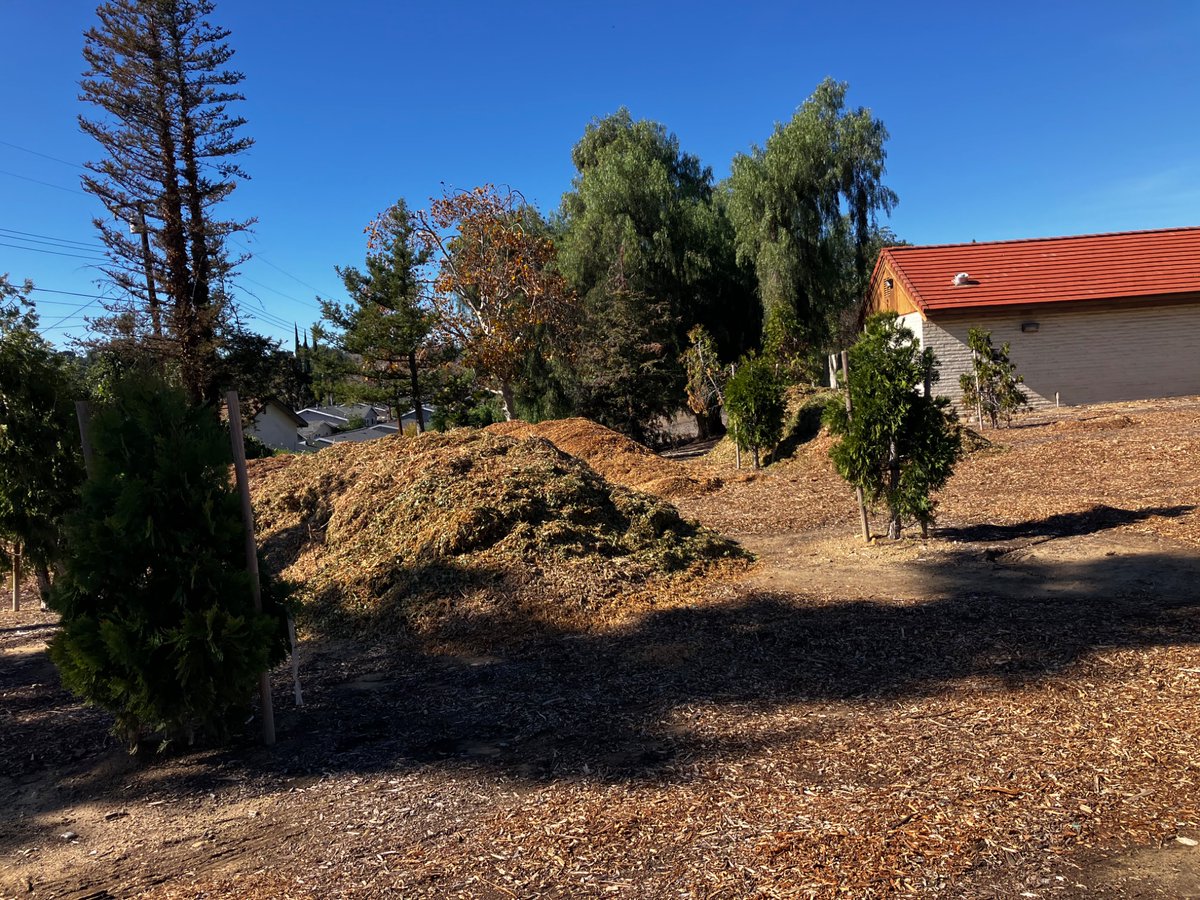 This is beginning to look like the mulch grove after they dumped a couple more piles.