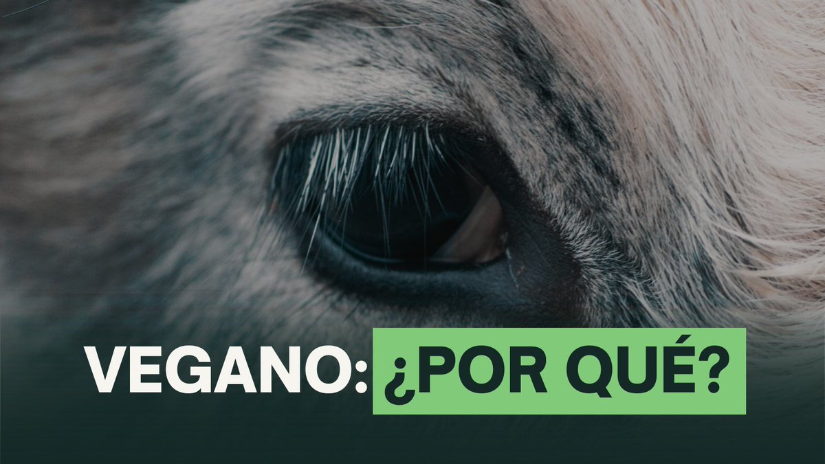AsocArba's tweet photo. ¿Por qué una persona es vegana?

Porque alguien tenía que elegirlos a ellos, a los animales, que sienten miedo, dolor y ganas de vivir.

Ser vegano es una decisión ética y de compasión. https://t.co/FJHwJSSbuV