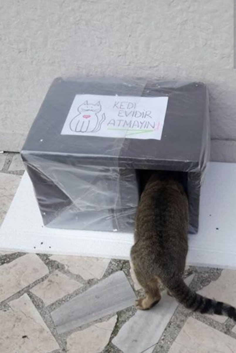 Bugün bunun gibi 8 tane kedi evi  yaptım sizleri seviyorum kedolar.