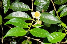 drahmetrasim's tweet photo. Limon otu (Cymbopogon citratus) ve beyaz çay (Camellia sinensis) özütlerinin kanser hücrelerinde (özellikle lenfoma ve lösemi hücre hatlarında) seçici olarak apoptozu (programlı hücre ölümü) tetikliyor ve farelerdeki insan lenfoma xenograft tümörlerinin büyümesini önemli ölçüde azaltıyor.
Hücre kültürü sonuçları: Özütler, kanser hücrelerini hedef alarak hücre ölümünü tetikliyor, normal hücrelere ise büyük ölçüde zarar vermiyor. 
Fare deneyi sonuçları: Farelere ağızdan verilen etanolik limon otu özütü, tümör hacmini yaklaşık %95, beyaz çay özütü de 70-80% baskıladı. 
Tümör büyümesindeki azalma istatistiksel olarak anlamlı bulundu.
💥Bunlar laboratuar ve hayvan deneyi sonuçlarıdır; henüz insanlar üzerinde yapılan bir klinik çalışma yok!
▶ https://t.co/U5mvkeUowv
