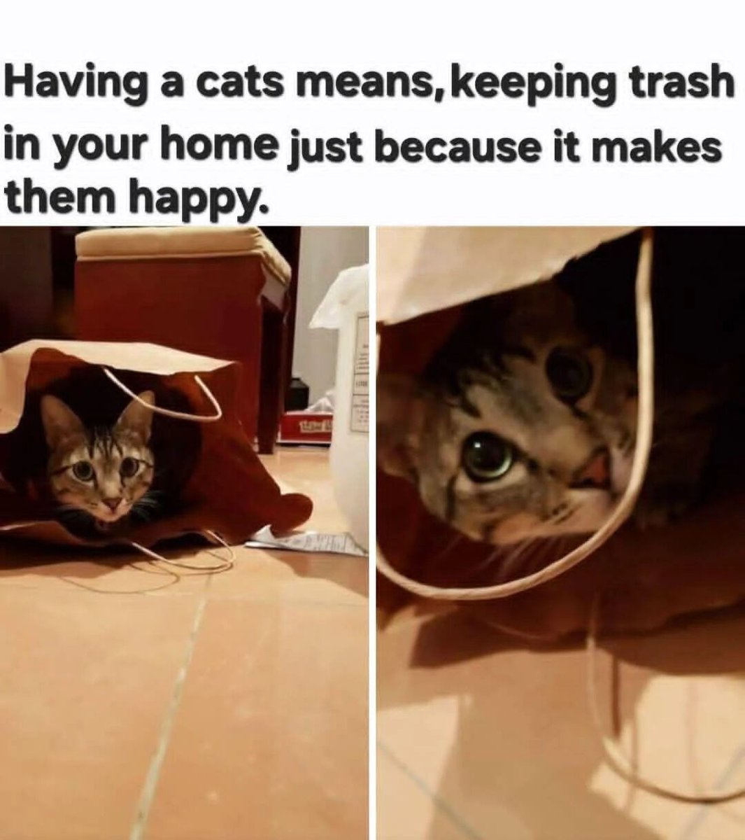 WholesomeMeme's tweet image. 