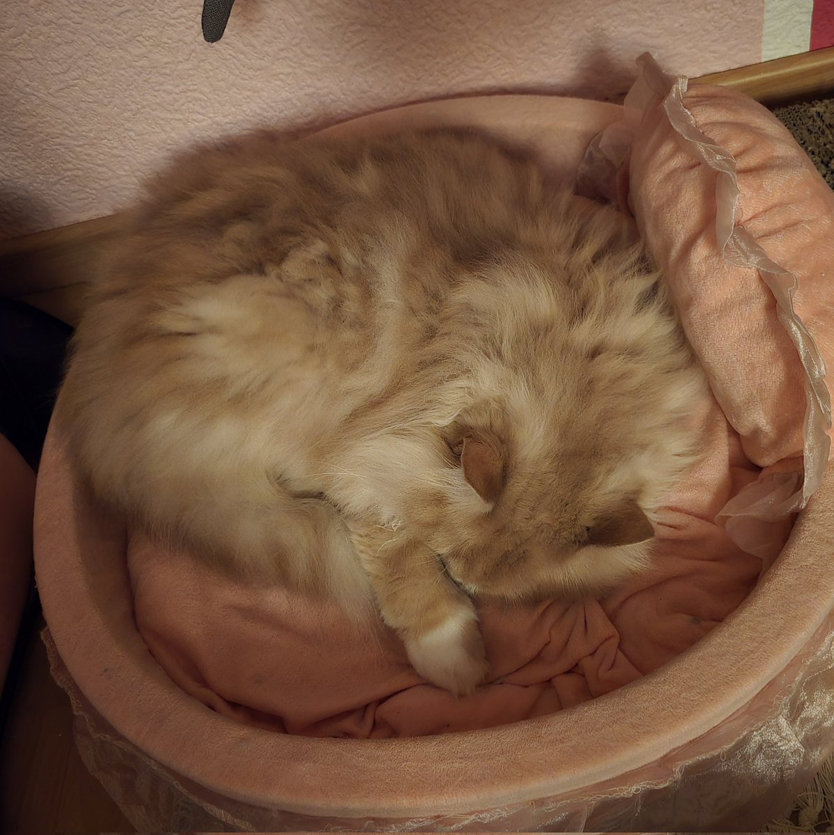 PawsleyTheCat's tweet image. I heard so many horror stories about healthy young cats going in for a tooth check who never woke up from anaesthesia again 😥

Man, it was hard leaving my Pawsley at the vet, but luckily things went so smooth with him ❤️ My 3rd pet that had to be drugged and woke up okay!🍀