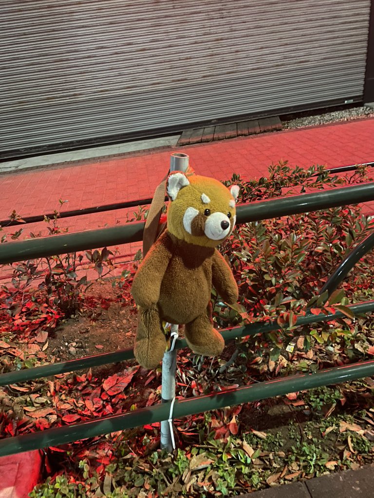 fanta_xxxx's tweet image. 東京都杉並区の阿佐ヶ谷北方面中杉通り沿いで迷子です
#レッサーパンダ #ぬいぐるみ
#レッサーパンダのぬいぐるみ