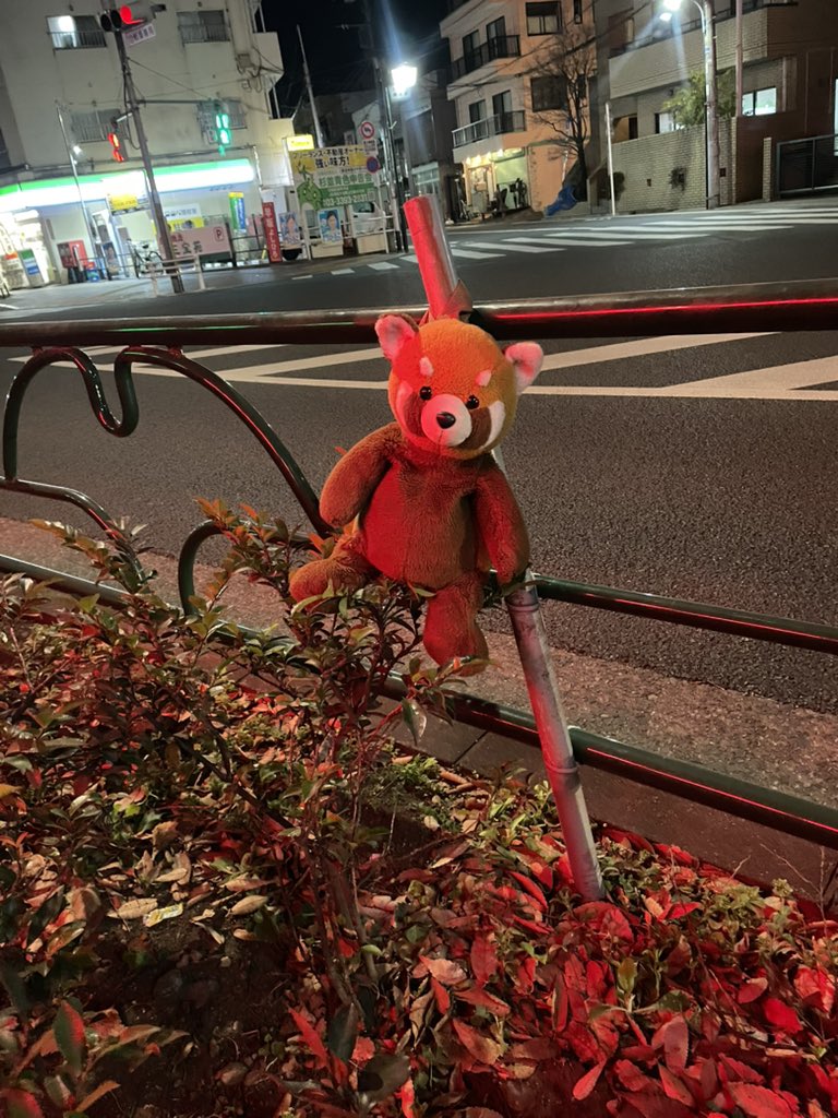 fanta_xxxx's tweet image. 東京都杉並区の阿佐ヶ谷北方面中杉通り沿いで迷子です
#レッサーパンダ #ぬいぐるみ
#レッサーパンダのぬいぐるみ