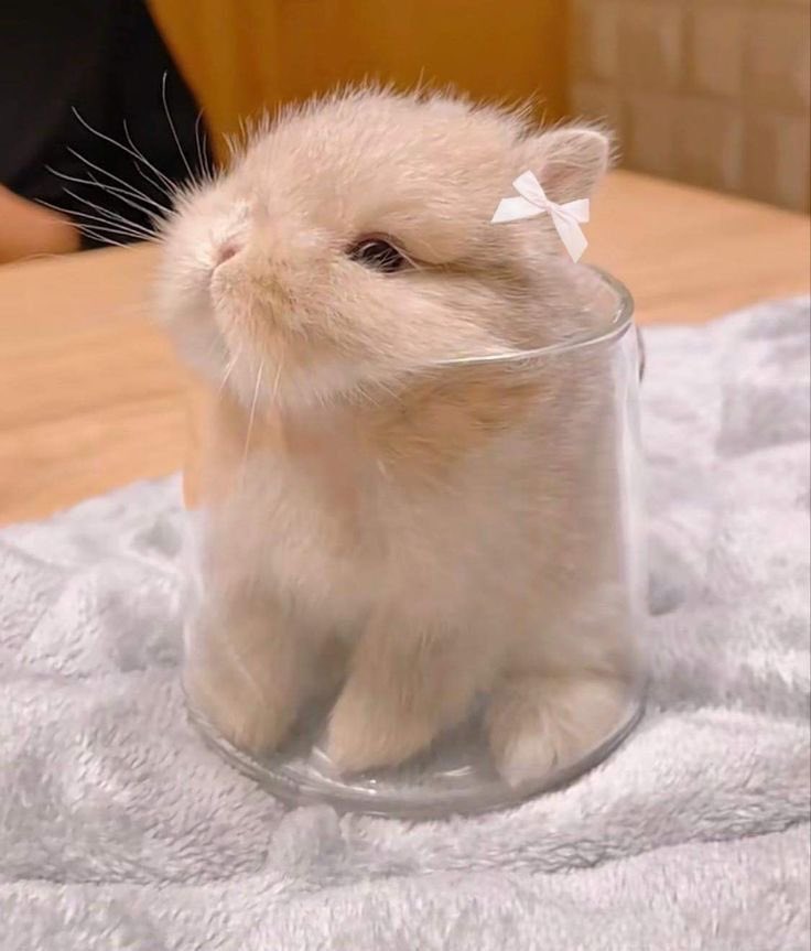 Why you should have a rabbit (@shouldhaverabit) on Twitter photo 