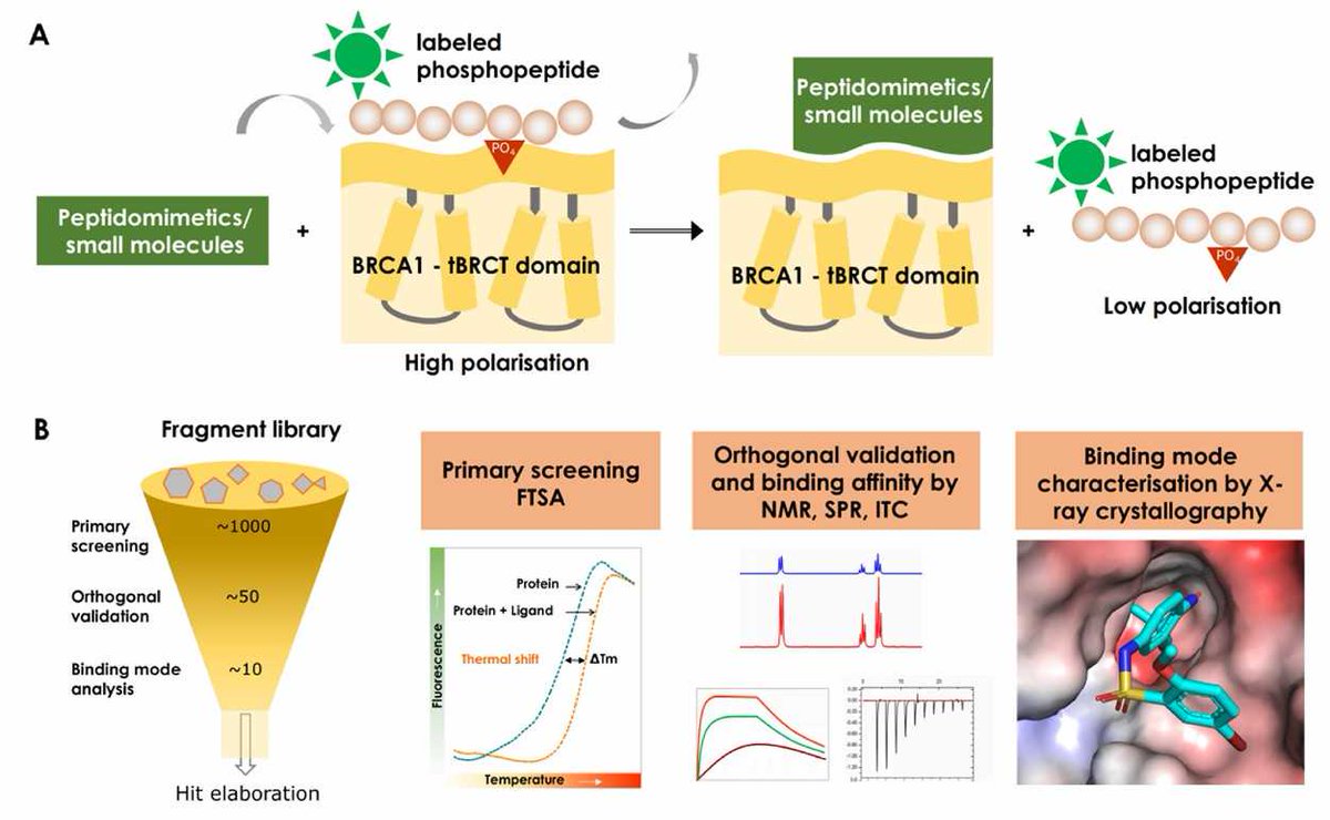 Creative Biogene breaks the traditional model by tightly integrating mechanistic understanding with physiological relevance, offering end-to-end target-based drug discovery services. creative-biogene.com/Services/Drug-…