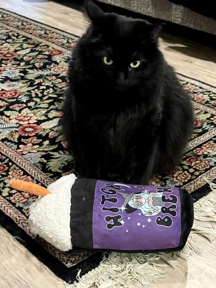 Vampy 😻😻😻😻 grumpy bat 😻