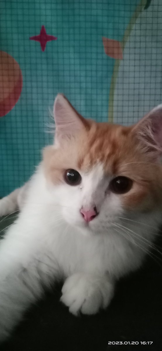 theycallme_gaez's tweet image. Telat kak, aku juga membiayai lelaki tanpa income itu, mana minta makan, minta dibersihin eeknya, minta dimanja.