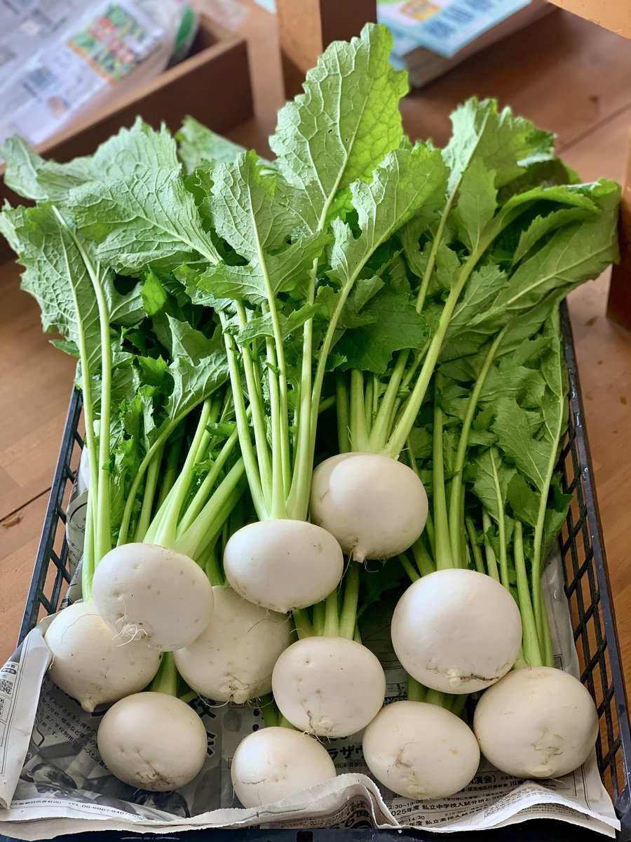 パセリ (@seedpaseri) / Posts / X