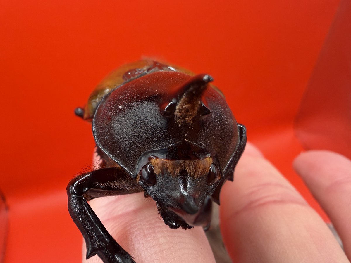 み (@mimitarou0517) / Posts and Replies / X