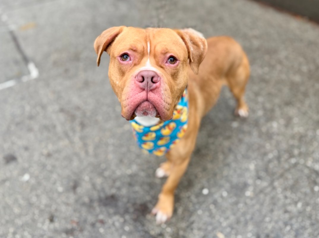 notthesameone2's tweet image. 2-y/o Cooper: