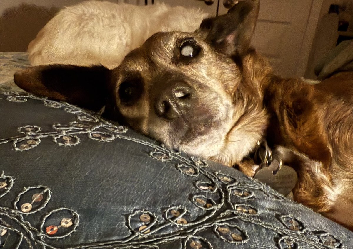 Hmm 🤔 someone got into the Kleenex &amp; I can’t figure out who that might’ve been???