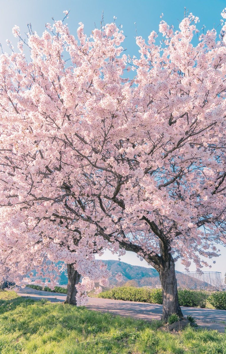 Roklem's tweet image. お腹すいた
でも料理するのめんどくさい 🤛