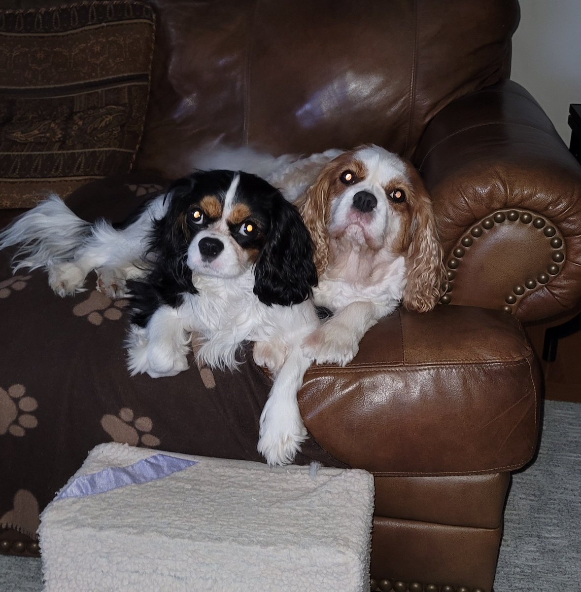 Just us.  🌤Me trying to teach dis norty one da #TriMafiaPawDangle  Being a good gentlepaw blenheilm, me trying my best to show her how 💖Summer and 💜PL <a href="/LeahPaws/">Princess Leah 💜👑🌈</a> did it. 🥹❤️