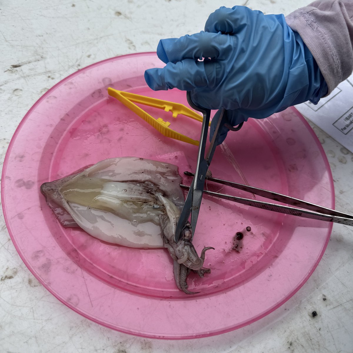 Squid dissection at the Coastal Environment Centre today.
Yummo!
#enviroEd