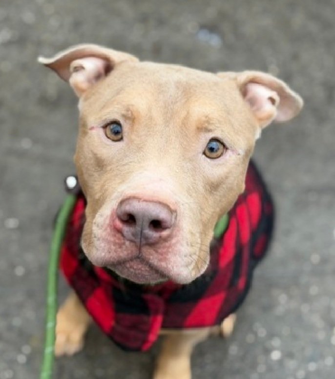 MorgFairsdogs's tweet image. Tyson 243756
Listed TBK 1/17
#NYCACC #RescueOnly 
He is a cute 3 yr old
Social &amp;amp; receptive to treats 
Likes to snuggle
Muzzle punching kennel
Needs all adult home 
Save Tyson!
nycacc.app/browse/243756
#Pledge4Rescue #foster #adopt