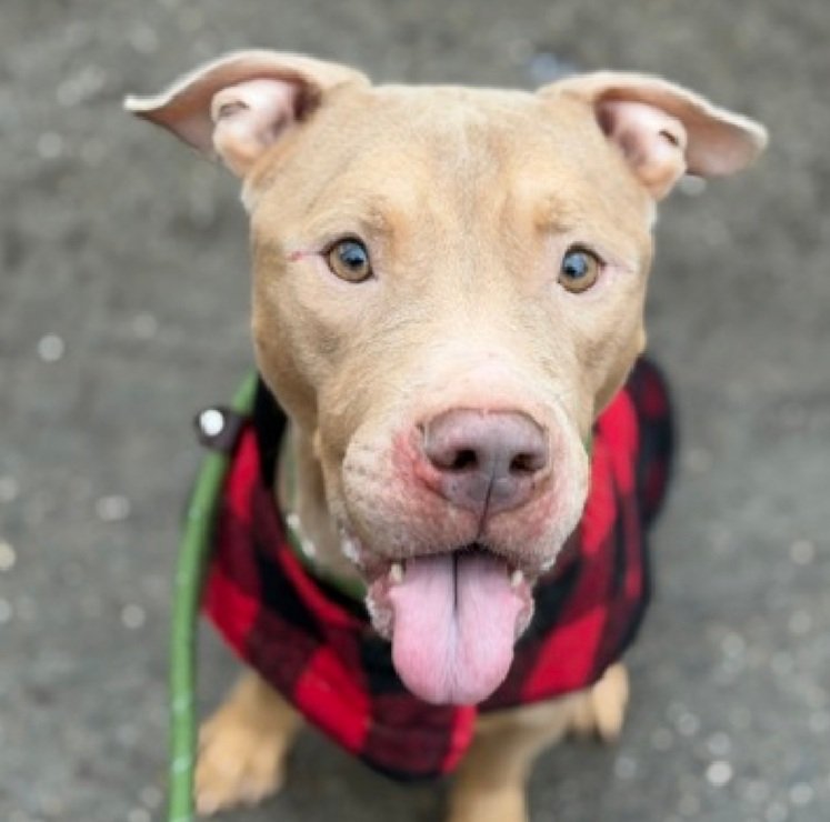 MorgFairsdogs's tweet image. Tyson 243756
Listed TBK 1/17
#NYCACC #RescueOnly 
He is a cute 3 yr old
Social &amp;amp; receptive to treats 
Likes to snuggle
Muzzle punching kennel
Needs all adult home 
Save Tyson!
nycacc.app/browse/243756
#Pledge4Rescue #foster #adopt