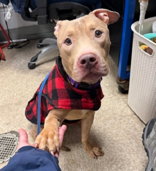 MorgFairsdogs's tweet image. Tyson 243756
Listed TBK 1/17
#NYCACC #RescueOnly 
He is a cute 3 yr old
Social &amp;amp; receptive to treats 
Likes to snuggle
Muzzle punching kennel
Needs all adult home 
Save Tyson!
nycacc.app/browse/243756
#Pledge4Rescue #foster #adopt