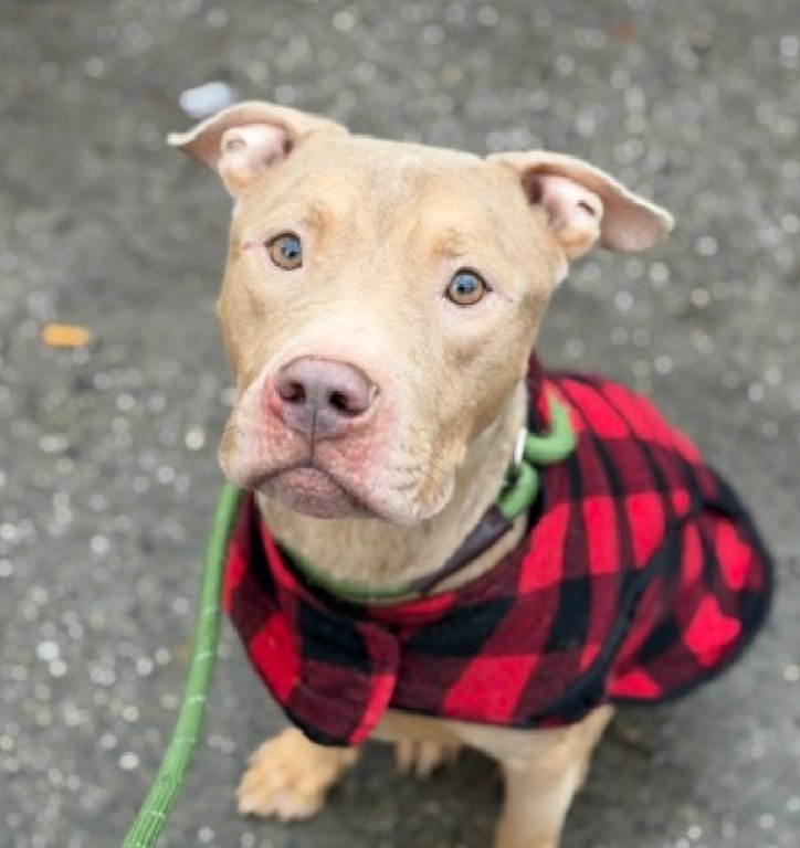 MorgFairsdogs's tweet image. Tyson 243756
Listed TBK 1/17
#NYCACC #RescueOnly 
He is a cute 3 yr old
Social &amp;amp; receptive to treats 
Likes to snuggle
Muzzle punching kennel
Needs all adult home 
Save Tyson!
nycacc.app/browse/243756
#Pledge4Rescue #foster #adopt