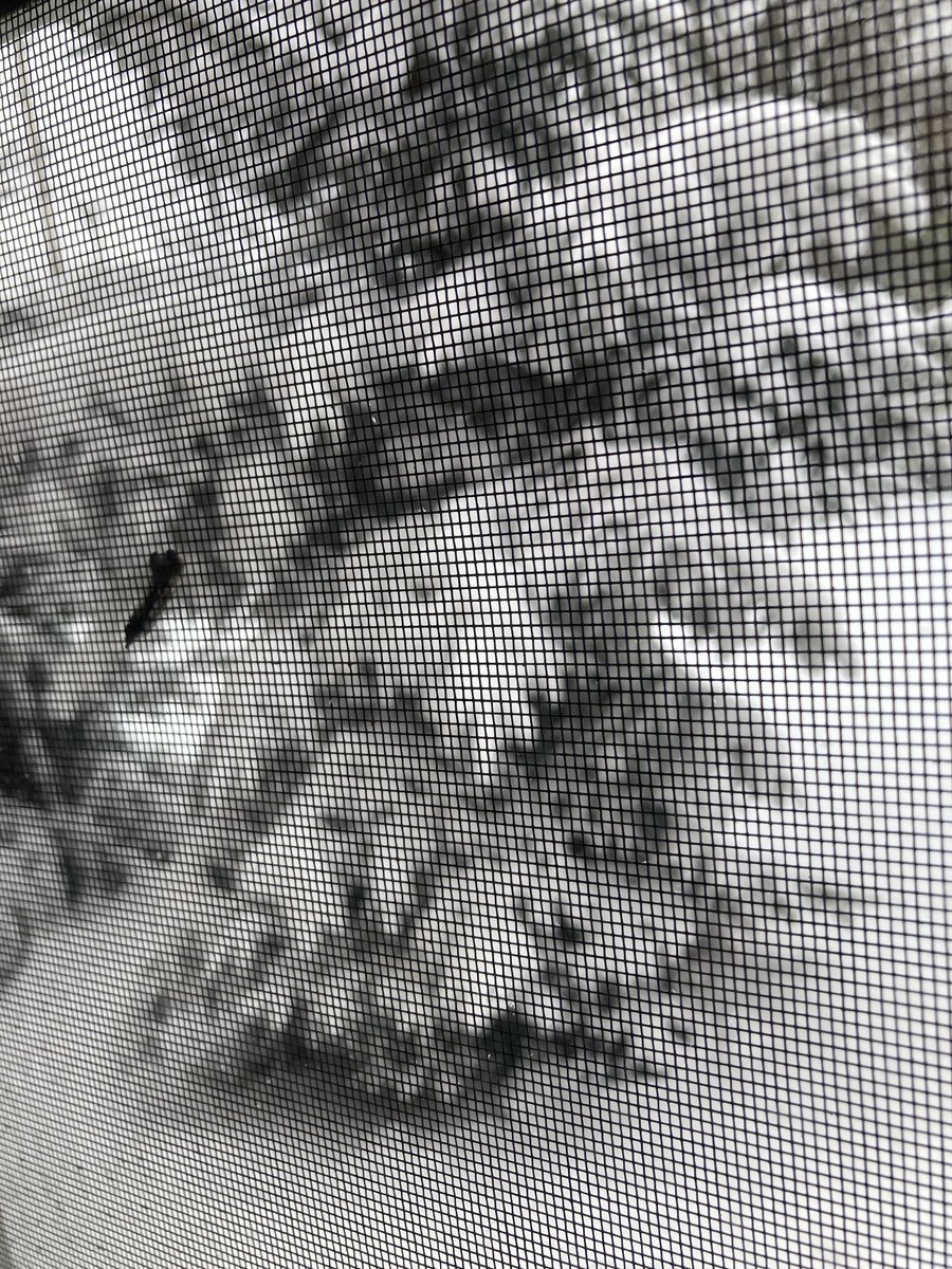 early today, through the screen