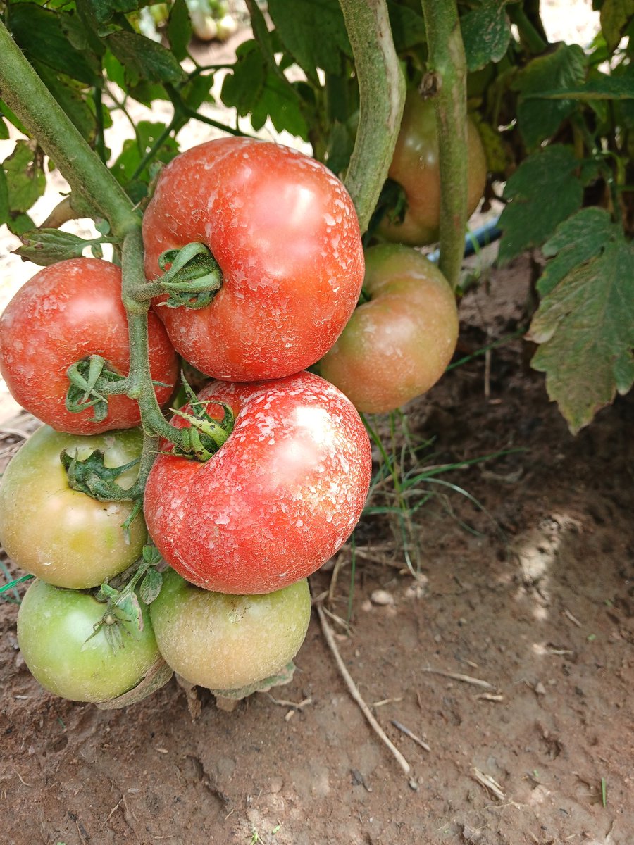 MukuvariKaroi's tweet image. Our variety  of choice (Trinity) is now ready for the market.