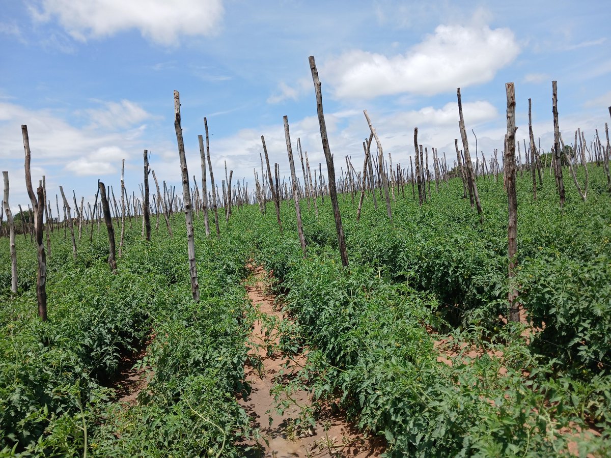 MukuvariKaroi's tweet image. Our variety  of choice (Trinity) is now ready for the market.