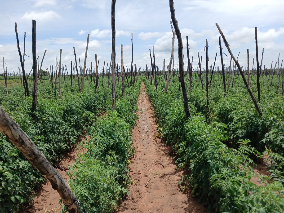 MukuvariKaroi's tweet image. Our variety  of choice (Trinity) is now ready for the market.