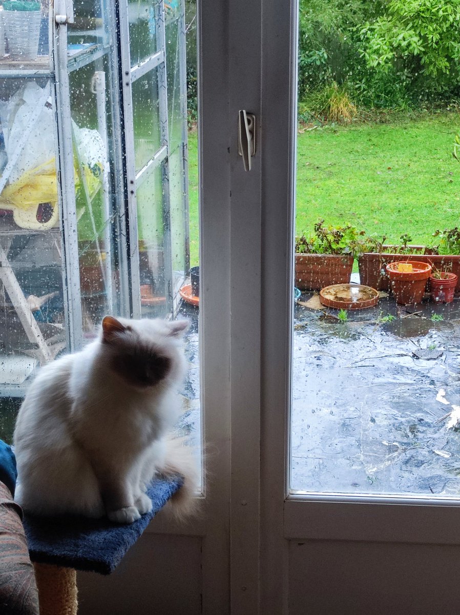 Hi furriends ! Yesterday was a beautiful ☀️ day but today the weather remembers it's supposed to be winter 💨🌧️! Never mind, we had a fantastic fish lunch !#catsoftwitter #catsofx #catsonx #Hedgewatch