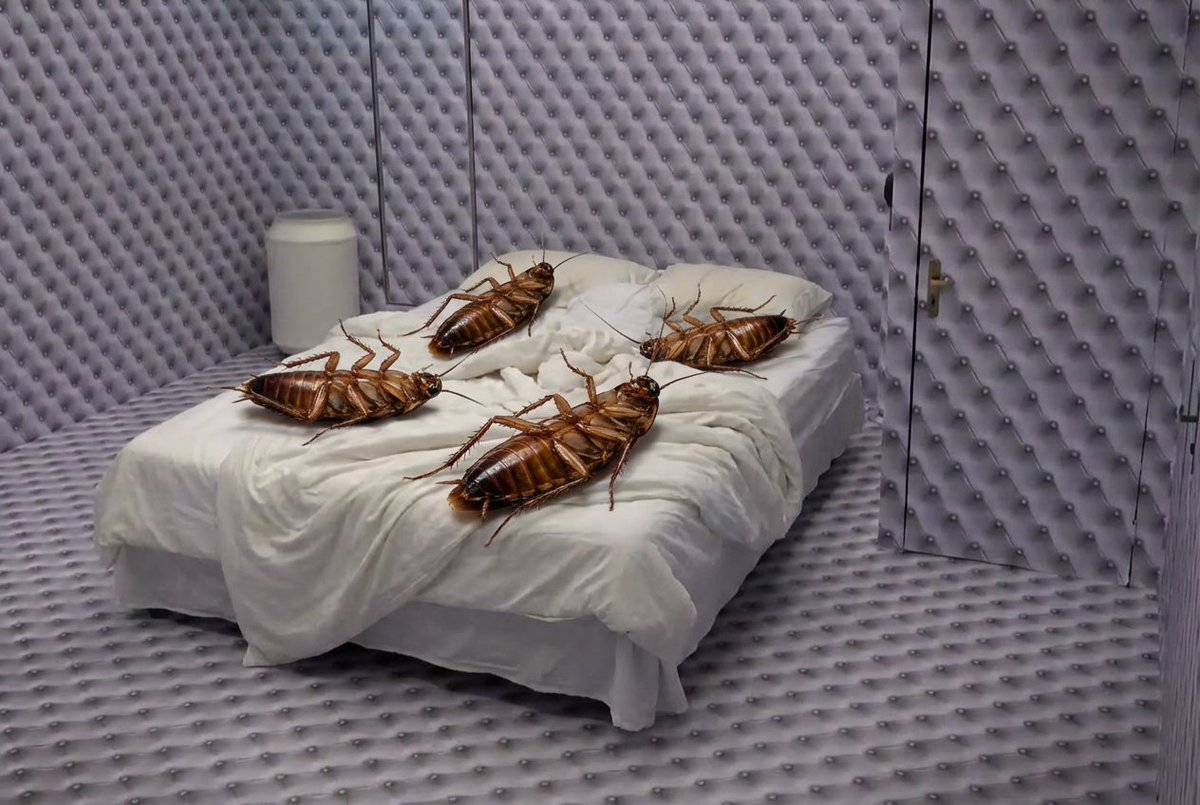 HistoriaNoPaint's tweet image. dia 86990303 de Quarto Branco:  

os participantes acordaram um belo dia e quando perceberam se transformaram em insetos gigantes
#bbb26