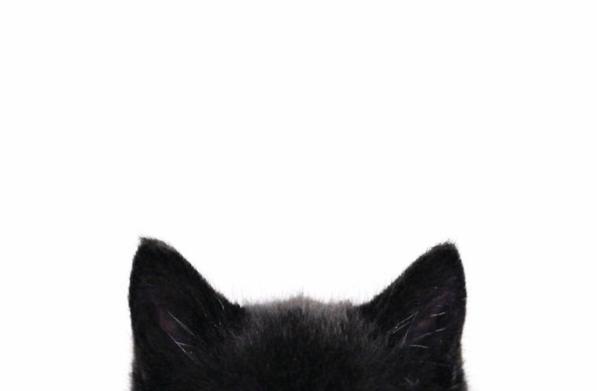 goblincub's tweet image. meow