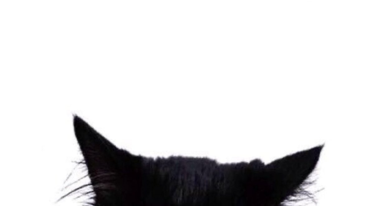 goblincub's tweet image. meow