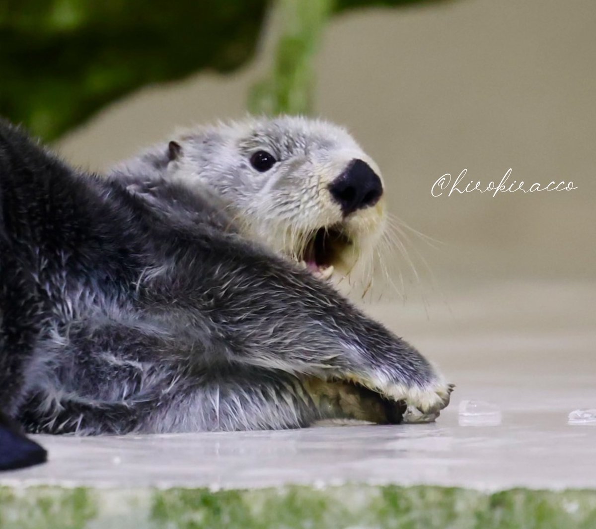 キラちゃん きらきらキラちゃん💖 金曜日⭐️ #鳥羽水族館 #ラッコ #seaotter