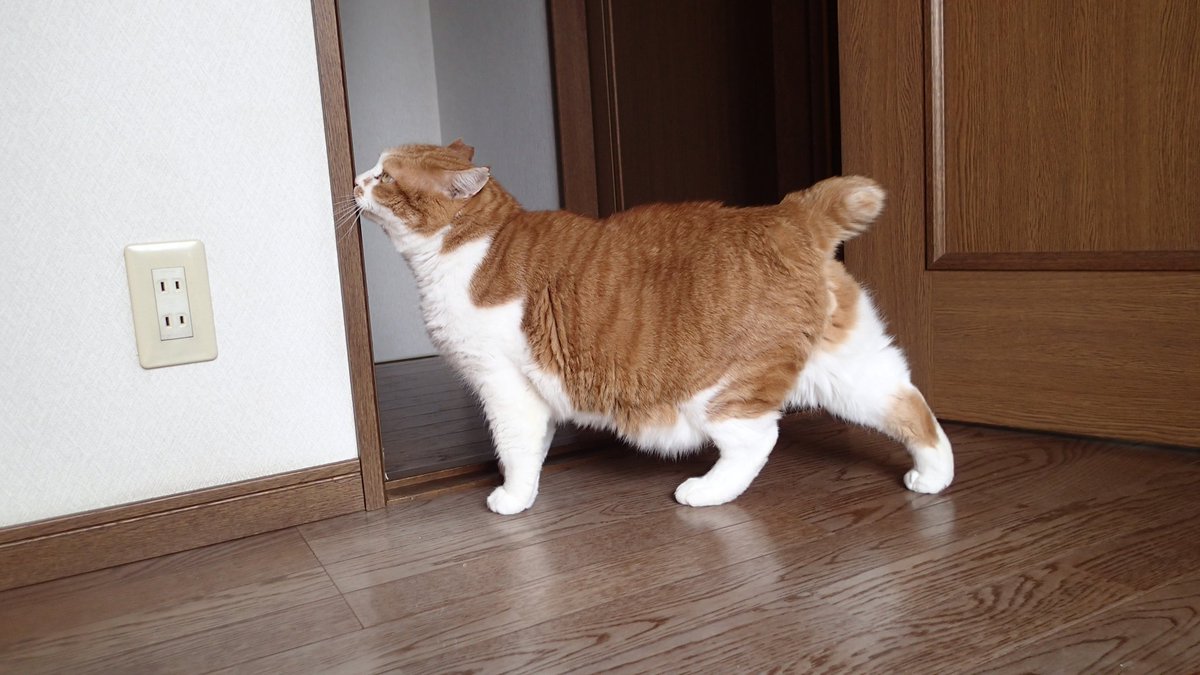 おはガン　トト

わがままボディ〜

夕飯おかわりラッシュが止まりません。
食欲旺盛すぎ、我が家のエンゲル係数が上がっていくー