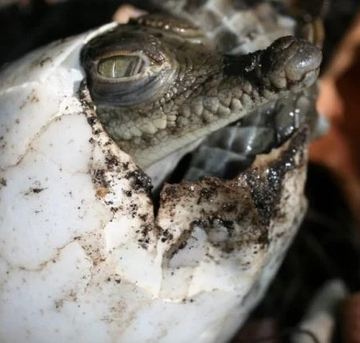 Astronomiaum tweet media