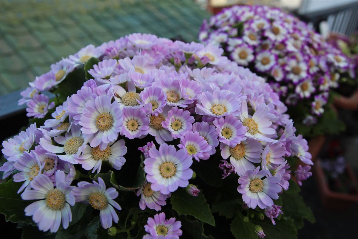 サイネリア
　花言葉：希望・常に輝かしく

おはようございます
今日も元気によろしくです！