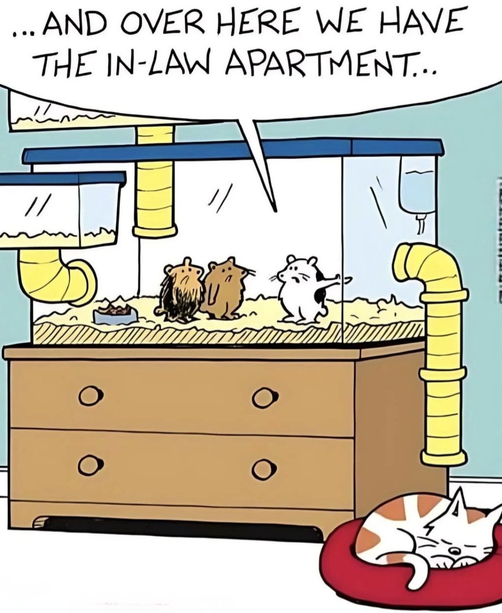 SaltyWhiskrs's tweet image. #ImNotGettingOldImGetting The in-laws prime accommodations 😹😹😹