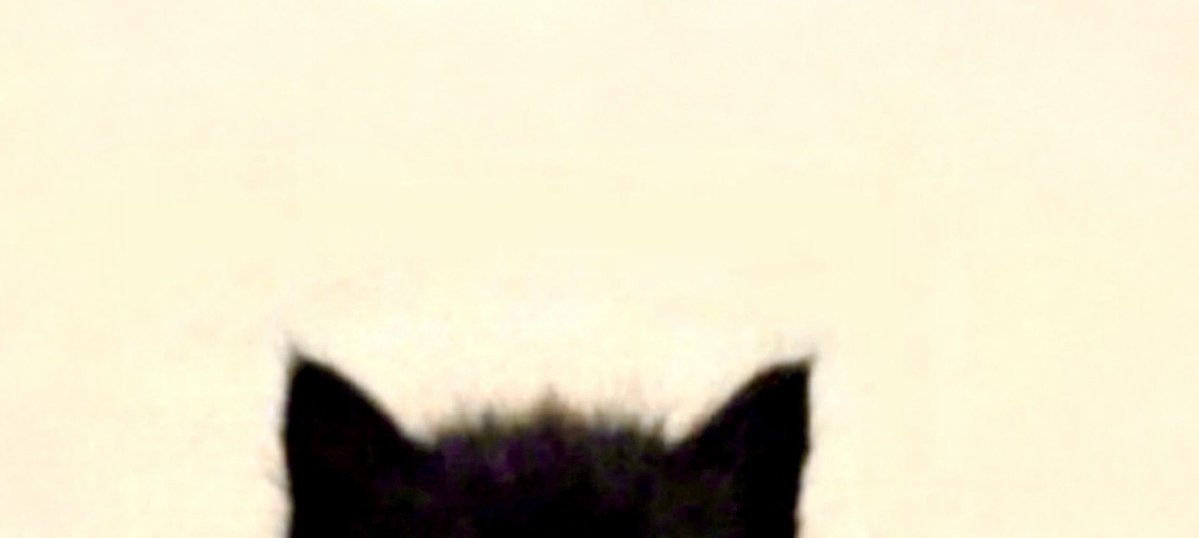 moonlithoax's tweet image. her name was kitty