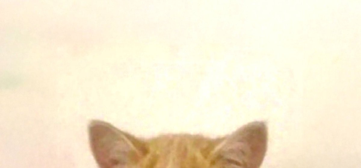 moonlithoax's tweet image. her name was kitty