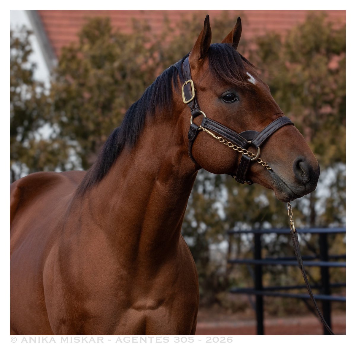 seattleracing's tweet image. immensely impressied with muth today @Gainesway. didn't know what to expect, but he is breathtaking. sorry if this is blasphemous, but his eye and head remind me exactly of american pharoah. 

📸 - @agentes305