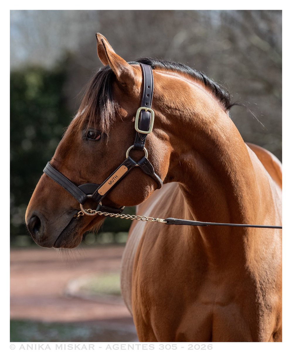 seattleracing's tweet image. immensely impressied with muth today @Gainesway. didn't know what to expect, but he is breathtaking. sorry if this is blasphemous, but his eye and head remind me exactly of american pharoah. 

📸 - @agentes305