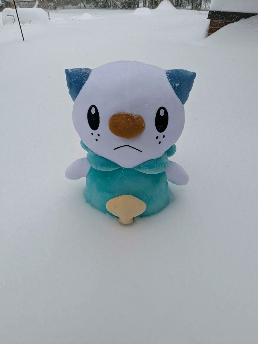 Daily Oshawott 1102. (and a bonus wottography because :|)

#pokemon