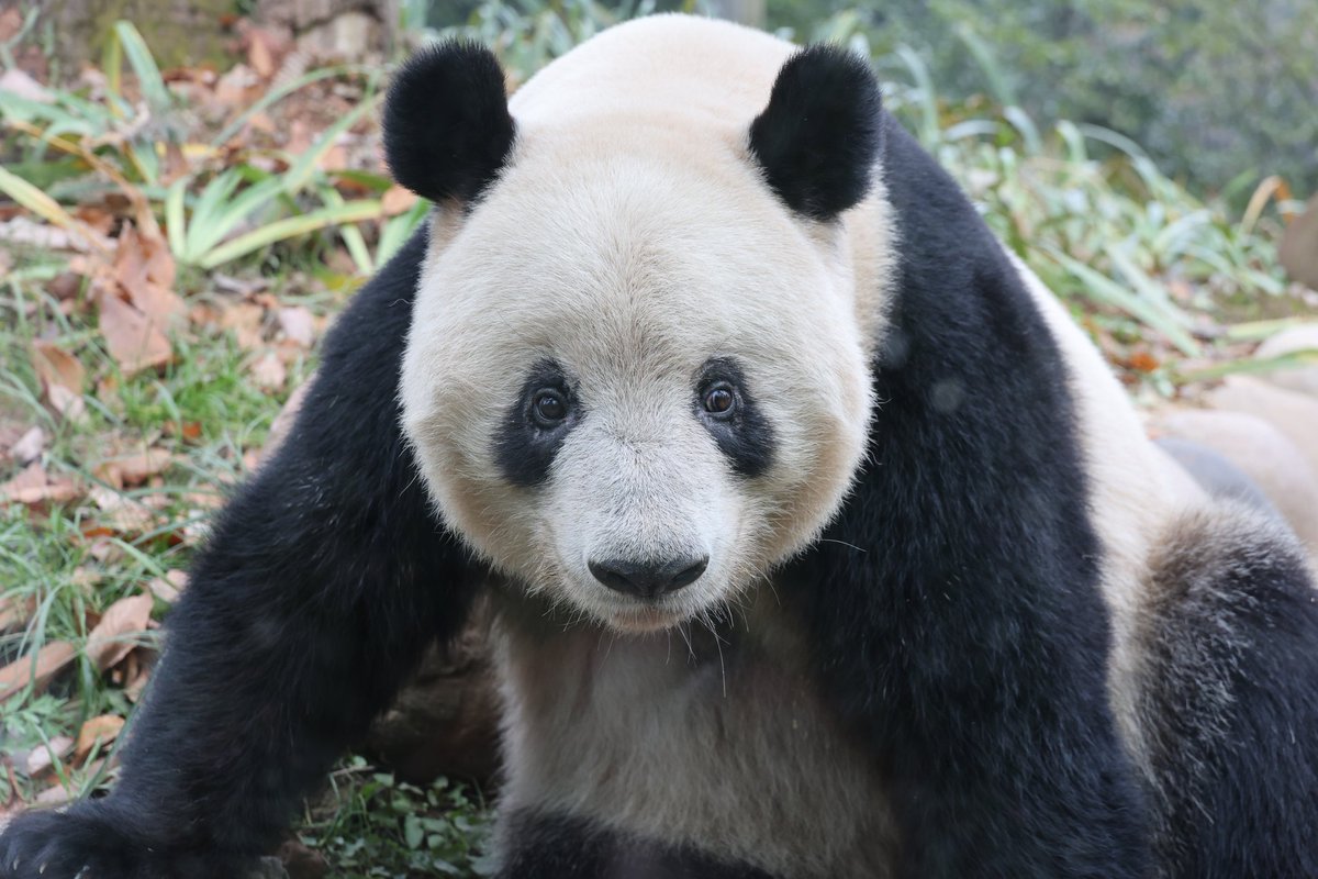 ごきげんたまご (@panda_tamago0) / Posts / X