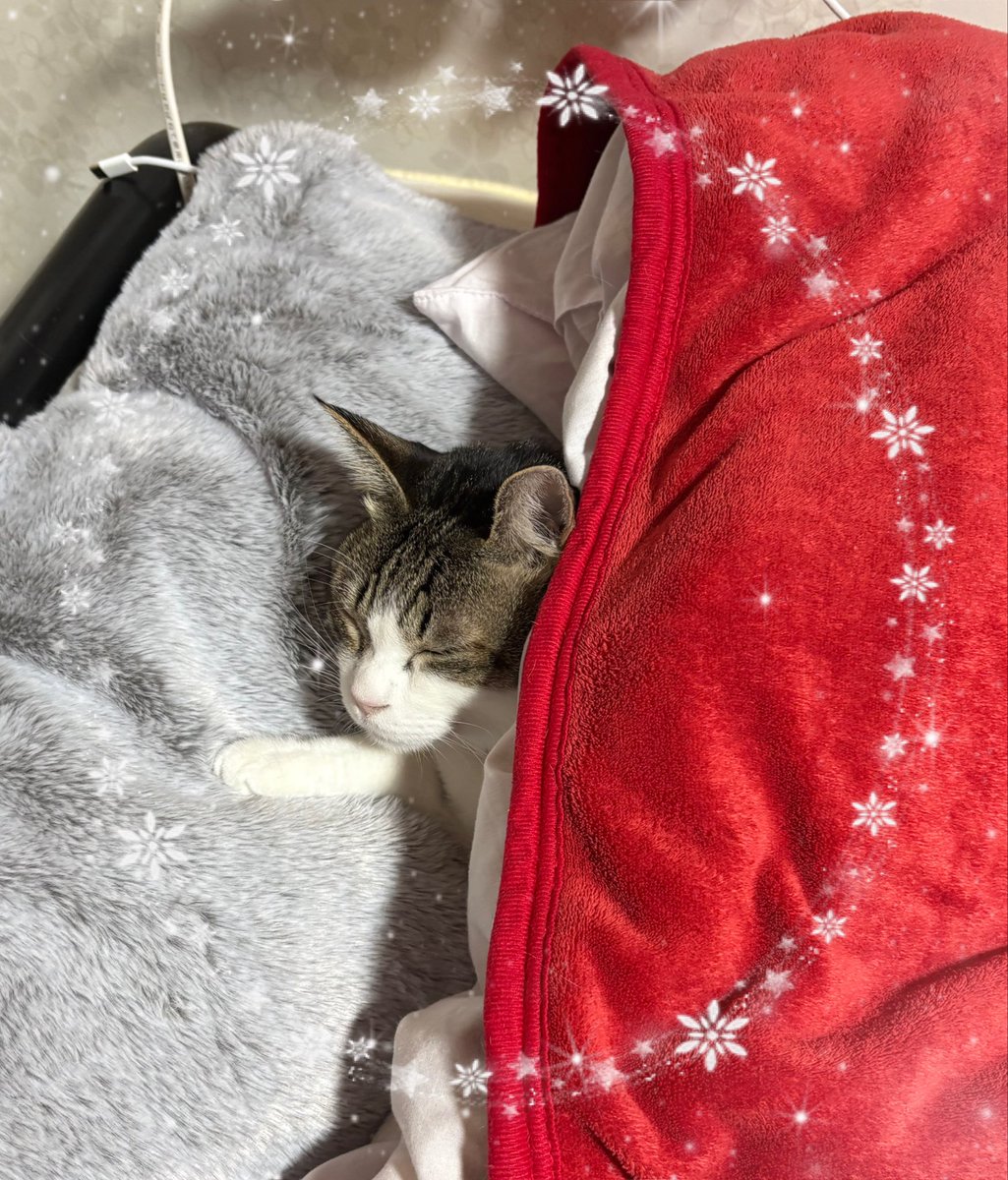 ２日連続絶対起きないマンが枕を占拠(； ･`д･´)

まぁ、ひとりが嫌なふうちゃんなんで、30分くらいしたらなきなき降りてきたけどwww