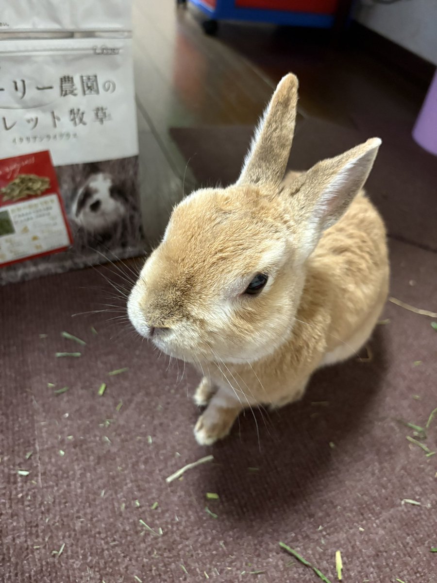 tonsan211's tweet image. おはようございます
今週のとんすけ、牧草の食べがイマイチで、ペレットもやけにゆっくり、気になること多いので週末もう一度見てもらおうと思う💧
以前も1週間で別の歯が伸びていたこともあり、なんとなく気温や体調の波だけじゃない気がする