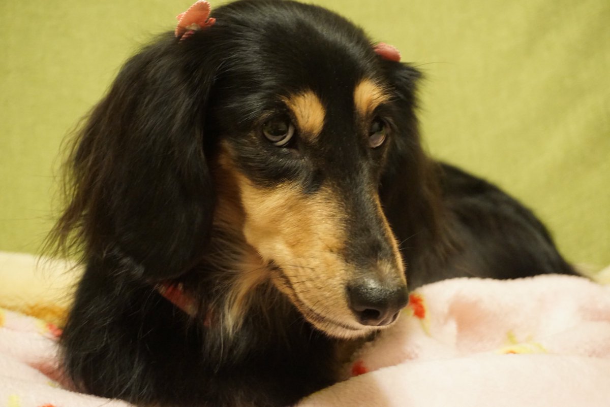 🍀おはようございます🍀

🌸上目遣いのラムちゃん🌸

今日もよい一日を
お過ごし下さいませ🍃🌸

#在りし日のラム