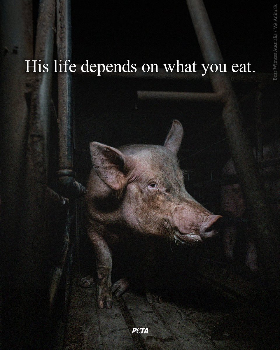 peta's tweet image. Going vegan can spare ~200 animals every year 🖤 Start right NOW, by simply leaving animals off your plate.